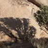 Pencil Cholla (Cylindropuntia ramosissima) and shadow, Joshua Tree NP 