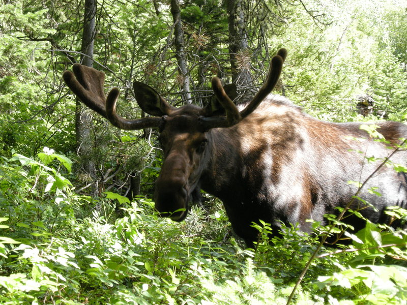 Up close with a bull moose in Grand Teton NP. I was standing behind a tree while taking this photo.