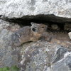 Pika, spotted in Grand Teton NP.