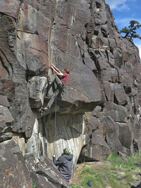 Terran Engle, I-Chi-Hua-Hua, 12b (April 2014)