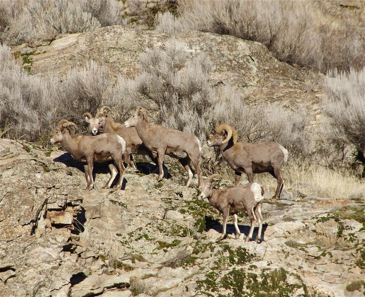 California Mtn Sheep seen from the orchard parking lot in mid-December.