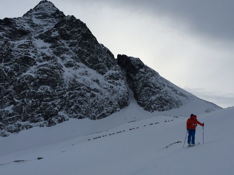 Krisitan with reindeer in front of him. Senja, Norway. February 2015.