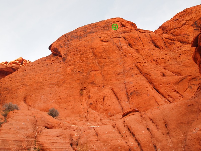 Flying Chuckwalla