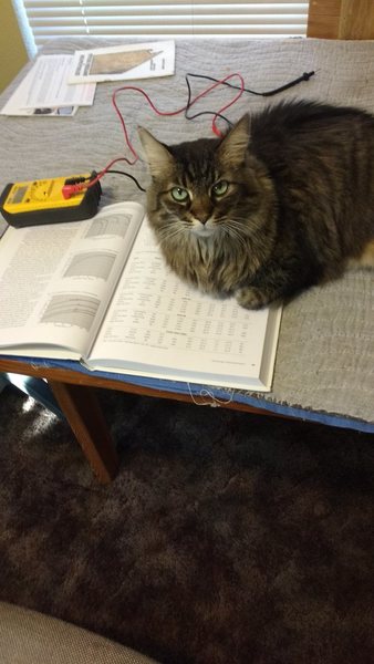 Amy cat has decided reading about DC circuits is not being allowed