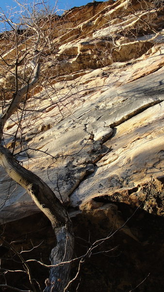 Tree Route- 11c.