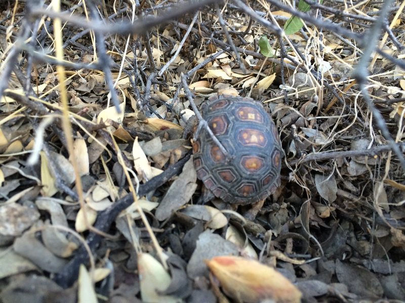 Watch out for tortoises! They like to sunbathe on the trail sometimes. Adults are easy to avoid but this one was the size of a golfball !!!!