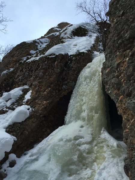 Deep Throat Maple on 2/13/16