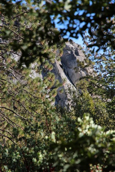 Hidden behind trees lies the Wild Turkey.
