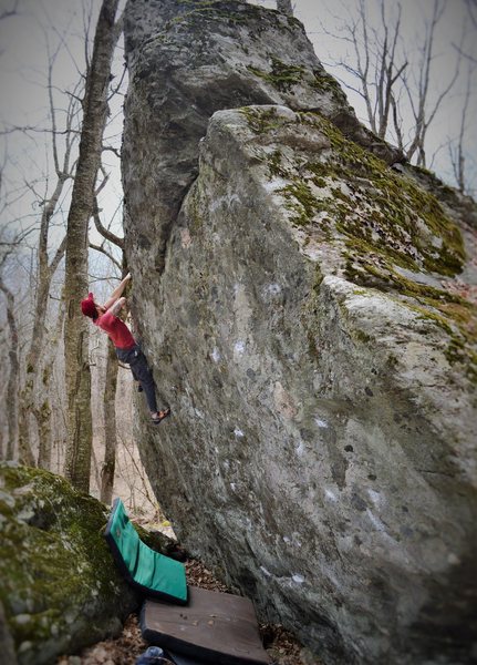 Rick on Wild Betula