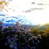 Chronic Mountain lilac!!