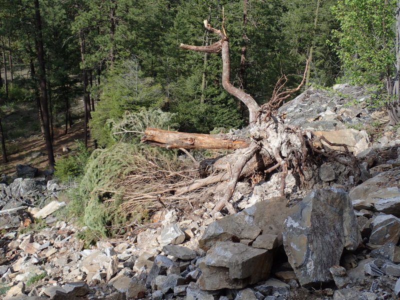 Tree that used to provide nice shade at the bottom of the left side….
