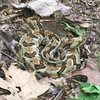 be on lookout!  where trail hits the rock is a snake den