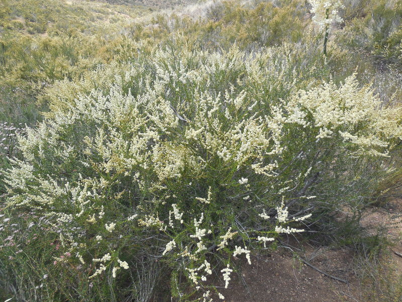 The wildflowers are blooming at Texas Canyon.
