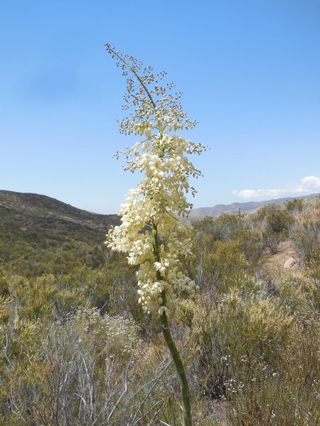 Spectacular wildflowers are blooming on the slopes around Texas Canyon.