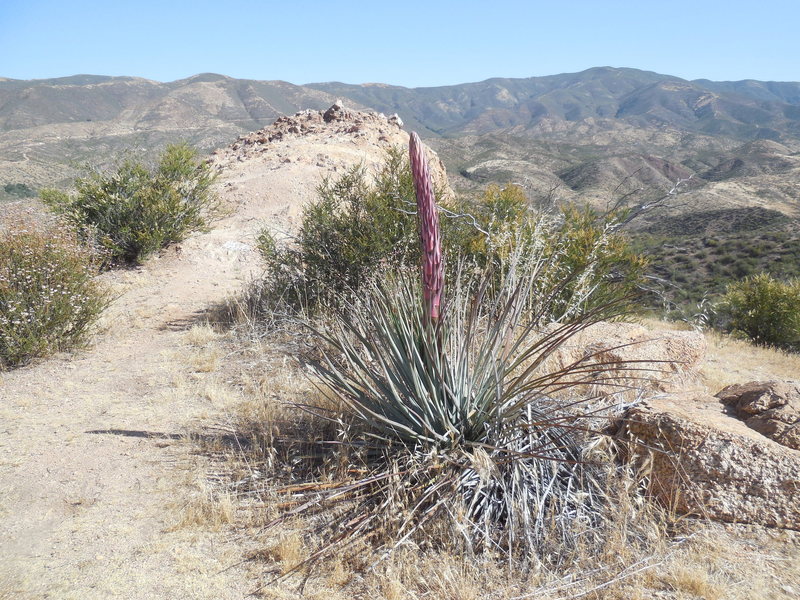 The wildflowers are just getting started at Texas Canyon.