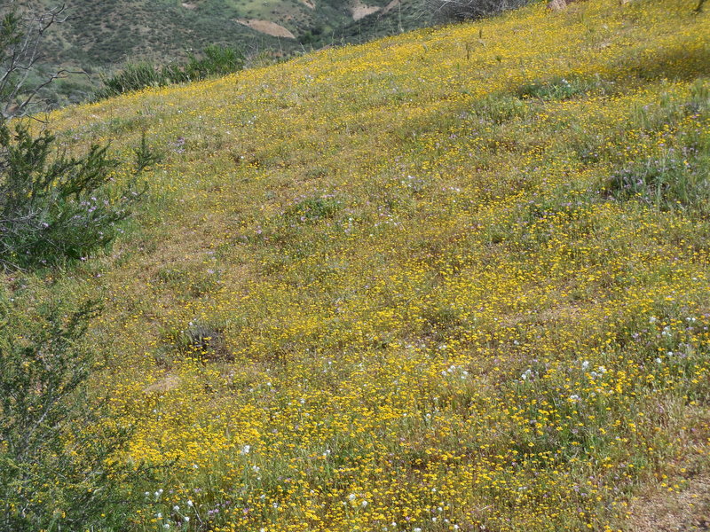 Wildflowers courtesy of El Nino 2015/16.