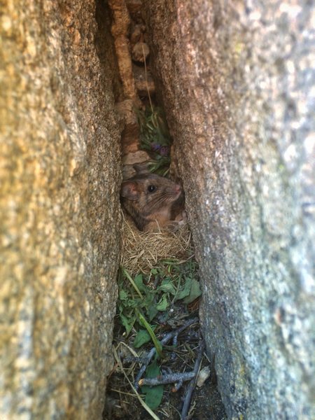 I've seen this rat living in the wide hands crack at the top of Intruding Dike every time I've climbed it for at least 5 years.