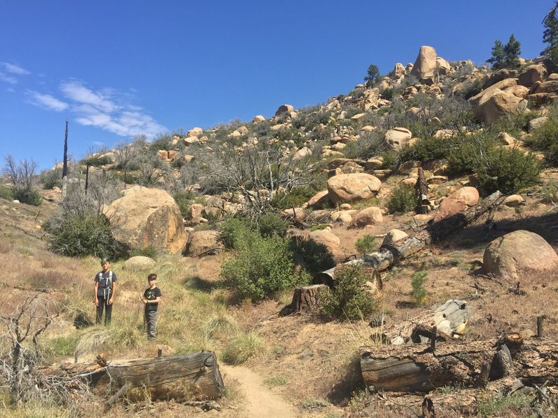 On the PCT just below the tower.