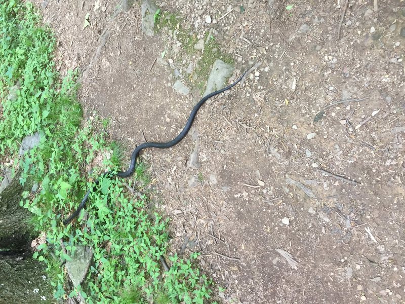 lots of snakes on trail