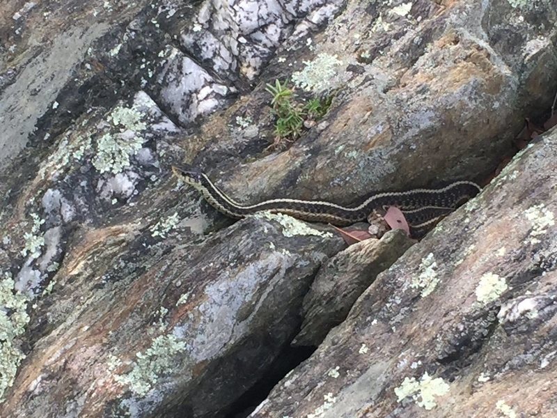 Garter Snake at Great Falls, VA