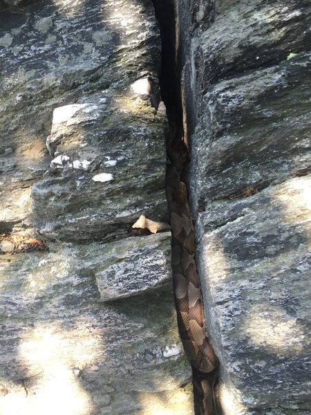 Copperhead at the top of Sterlings double crack. Watch your step