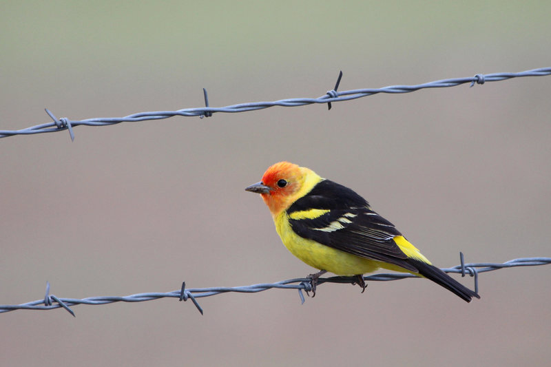 Shot this picture on the road out of the canyon. Western Tanager.