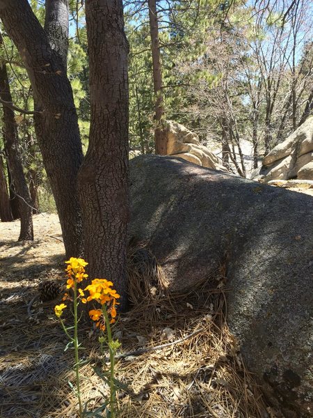 Western wall flower in Snow Valley