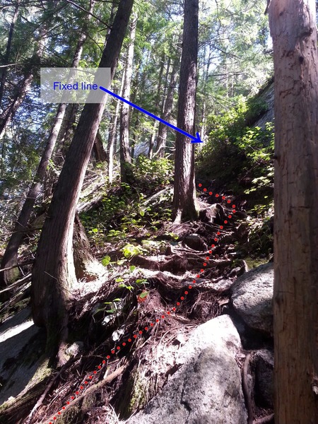 The fixed lines on the approach gully were difficult to find. We followed a faint trail away from Fungus the Boogeyman (and Campground Wall) toward the right, walked slightly uphill scrambling over a few boulders and still following a faint path for 5-10 minutes. The path then switchbacks left steeply up roots (shown in photos) to the first fixed line.