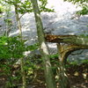 "Landmark" broken tree just below the base of Madigan