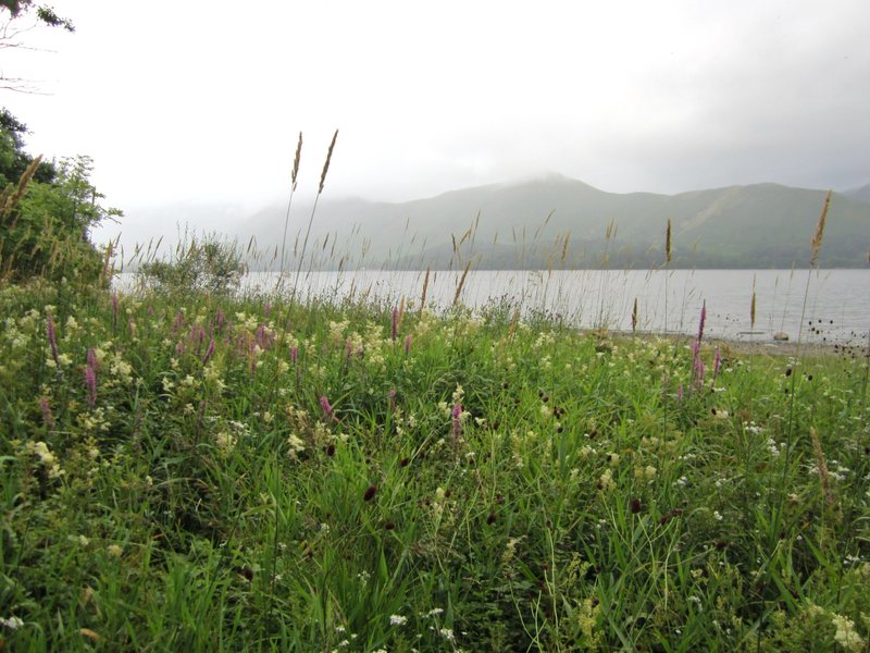 Lake side Wildflowers