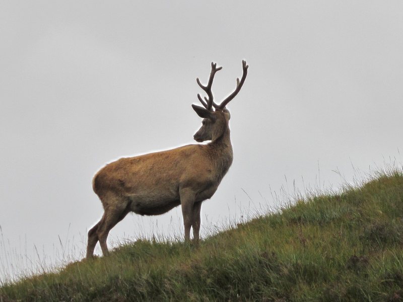 Stags roam free all over the Highlands of Scotland