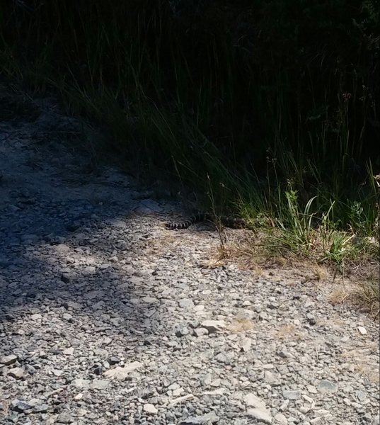 Watch out for rattlesnakes in the summer months. I almost walked right over this juvenile. Thankfully, it was more observant than I was and made me aware of its presence at about five feet off.<br>
<br>
Keep your eyes and ears open!