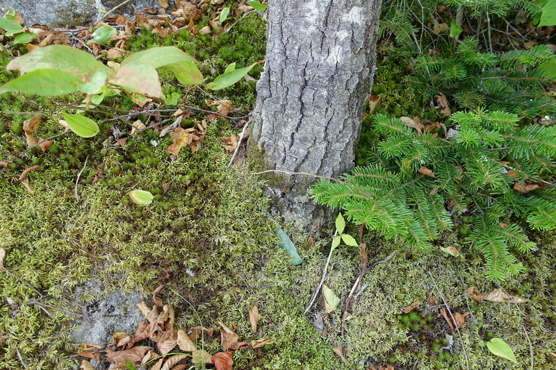 How we found the anchor on top of P3. We added a new webbing and left a biner as there was no ring.