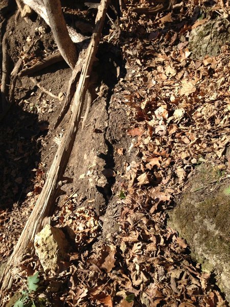 A blowout in the trail that leads to Hoot Bluff at Ozark Wildlife Area. 