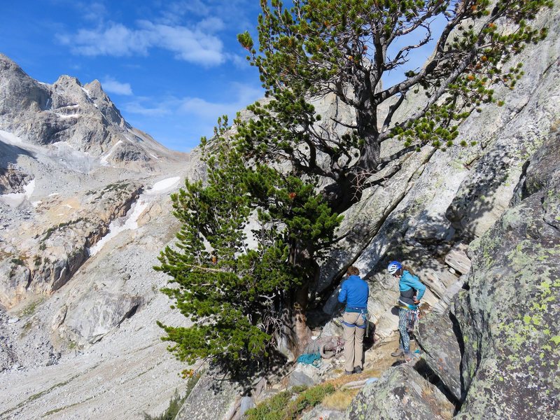 The tree at the base of the route. If coming from Caves, it is common to hit the arete too low or high and have to do some extra scrambling to reach this tree.