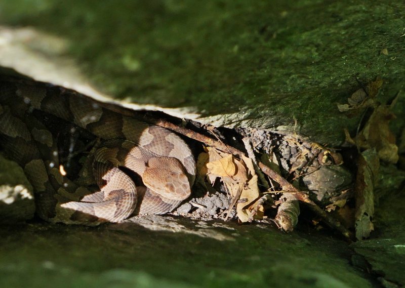The occasional copperhead at Carderock.  This one likes to sun her or himself in a little nook near the top of beginner's face. 