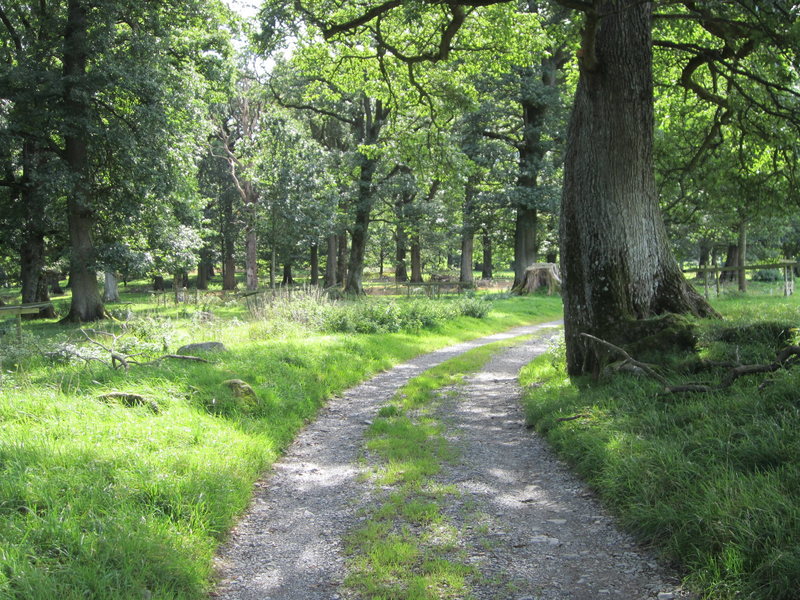The walk through Oak woods to StBeda's church . 