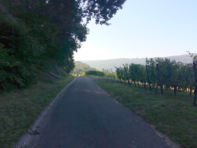 beginning of the approach hike on asphalted road by the vineyards