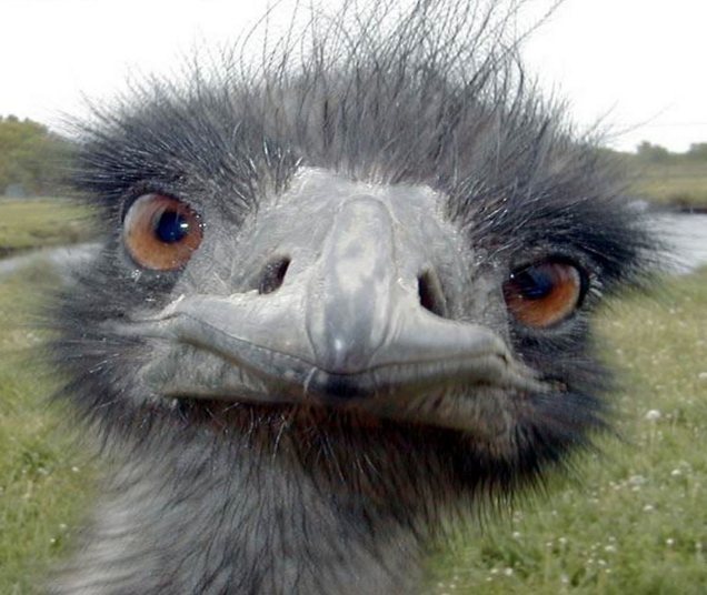angry ostrich power