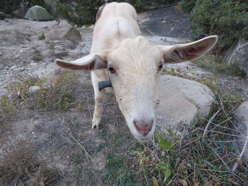 If you happen upon this goat, give her some celery and water and scratch her butt.