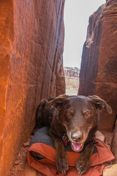 Good place for a dog