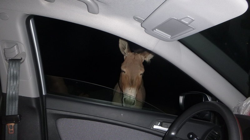 We had a couple burros give as a wake up call while sleeping in the car with the windows down (6/30/2014)