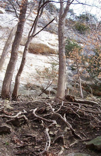 Climb the roots along the access trail to Providence Main Bluff