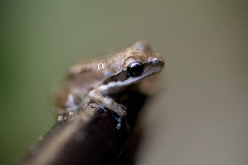 Pacific Tree Frog, clearly enjoying the recent rainfall in San Isidro Canyon. 