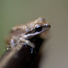 Pacific Tree Frog, clearly enjoying the recent rainfall in San Isidro Canyon. 