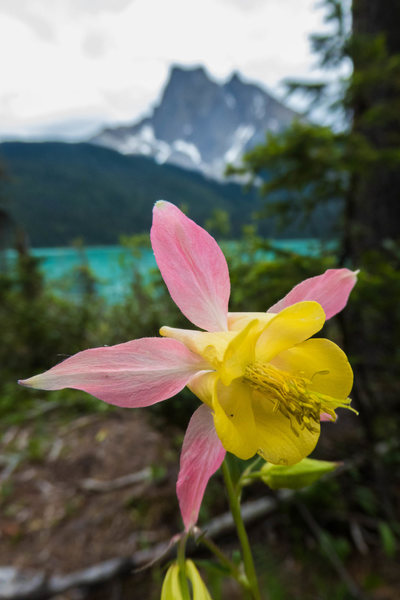 Columbine along the shore of Emerald Lake. June 2015