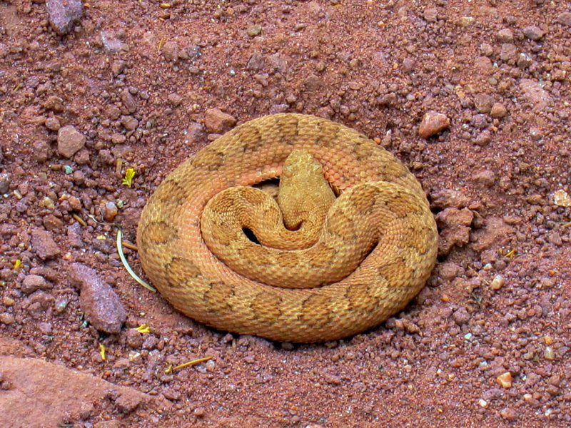 Image result for Midget Faded Rattlesnake