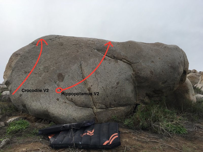 hippopotamus