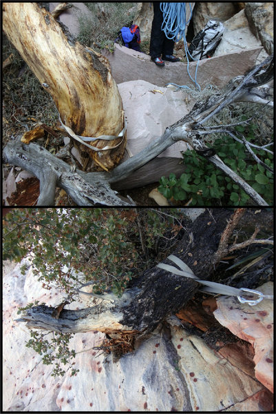 The trees in stick gulley are not sticking to the cliffs so well. The top photo is a rap station now in the streambed; the bottom photo is a rap station whose pine tree is now held in place by the 5 mm cord backup anchor.