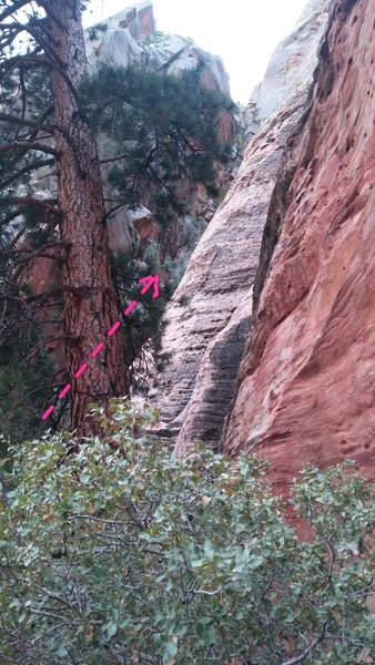 Walk past this tree up the narrower gully, to the final chockstone just before the route.